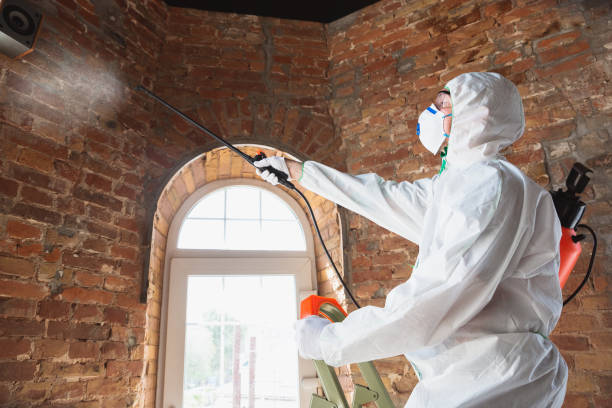 Best Mold Prevention Services in USA